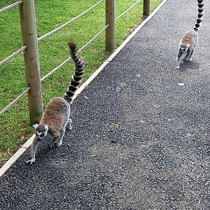 Ring-tailed Lemurs