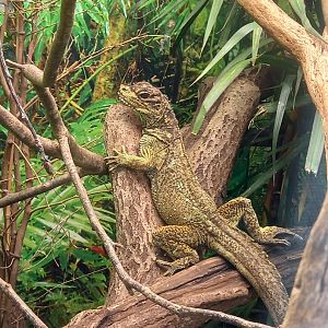 Sailfin Lizard