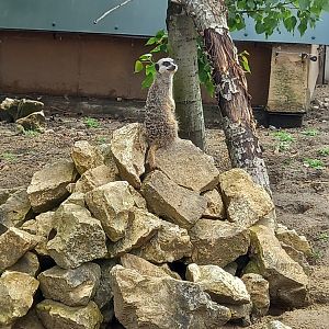 Meerkat