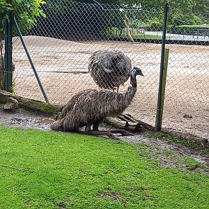 Emu and Greater Rhea