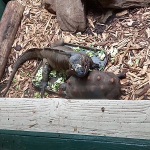 Rhinoceros Iguana and Red-footed Tortoise