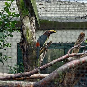 Green Aracari