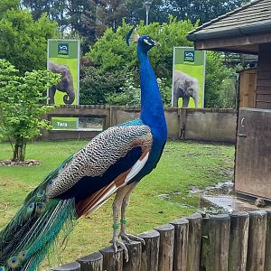 Peacock