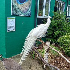 White Peacock