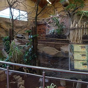 New Asian House; tapir / warty pig enclosure (04//23)