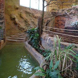 New Asian House; tapir / warty pig enclosure (04//23)