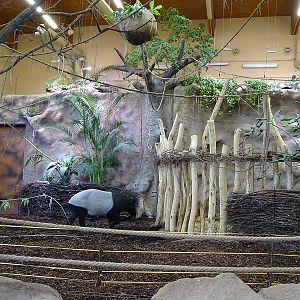 New Asian House; tapir / warty pig enclosure (04//23)