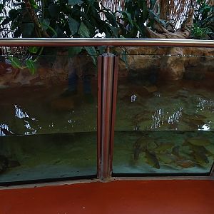 New Asia House; tank for turtles and fishes (04/23)