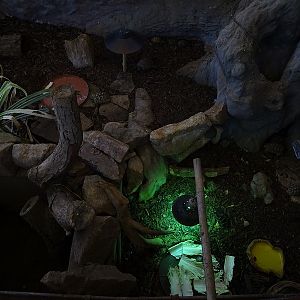 New Asia house; enclosure for tortoises (04/23)