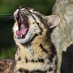 Geoffroy's Cat - Leopardus geoffroyi
