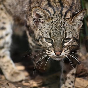 Geoffroy's Cat - Leopardus geoffroyi