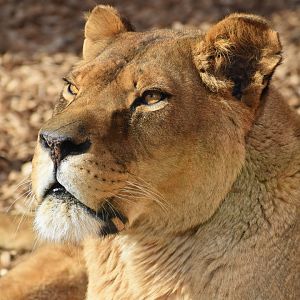 Lioness - Panthera leo