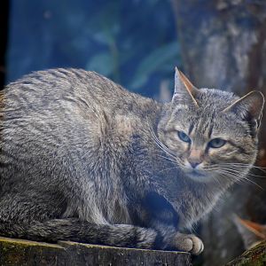 Gordon Wild Cat - Felis silvestris gordoni