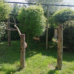 Asian Leopard Cat Exhibit