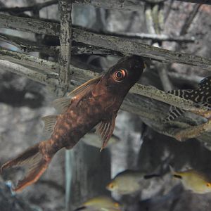 Congo squeaker (Synodontis pleurops)