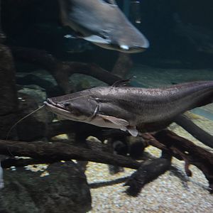 Wallago catfish (Wallago attu)
