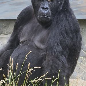 Eastern gorilla
