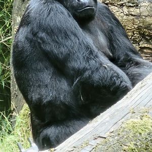 Eastern gorilla