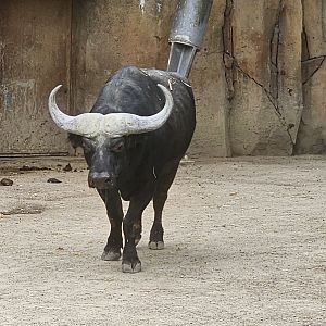 Cape buffalo