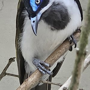 Blue faced honeyeater