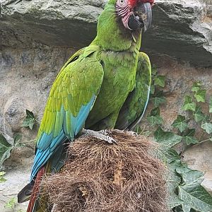 Military macaw