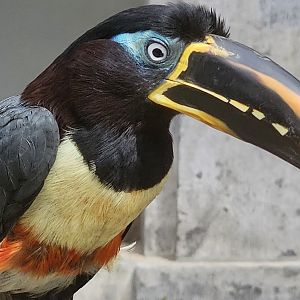Chestnut eared aracari