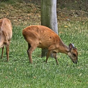 Red duiker