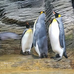 King penguins