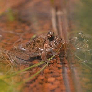Rice field frog (Fejervarya kawamurai)