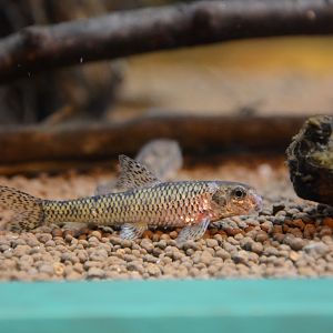 Biwa dwarf gudgeon (Biwia zezera)