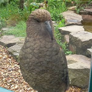 Kea