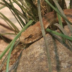 Milos Viper (Macrovipera schweizeri)
