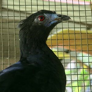 Black Guan (Chamaepetes unicolor)