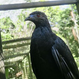 Black Guan (Chamaepetes unicolor)