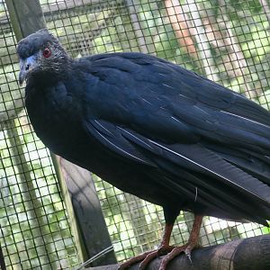 Black Guan (Chamaepetes unicolor)