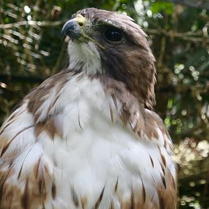 Central American Red-Tailed Hawk (Buteo jamaicensis costaricensis)
