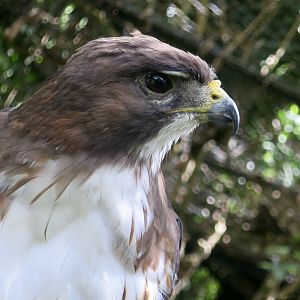 Central American Red-Tailed Hawk (Buteo jamaicensis costaricensis)