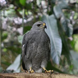 Gray Hawk (Buteo plagiatus)