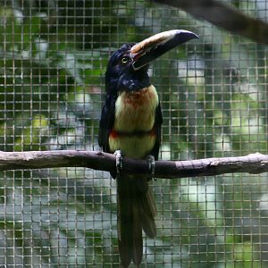 Collared Aracari (Pteroglossus torquatus torquatus)