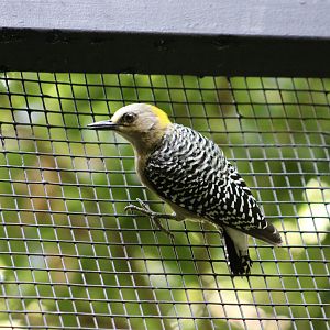 Hoffmann's Woodpecker (Melanerpes hoffmannii)