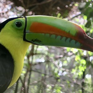 Keel-Billed Toucan (Ramphastos sulfuratus brevicarinatus)