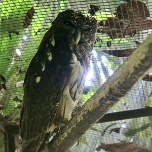 Mottled Owl (Strix virgata)