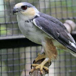 Pearl Kite (Gampsonyx swainsonii leonae) - the smallest raptor in the Americas