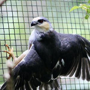 Pearl Kite (Gampsonyx swainsonii leonae) - the smallest raptor in the Americas