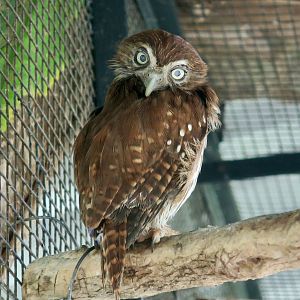 Ridgway's Pygmy-Owl (Glaucidium brasilianum ridgwayi)