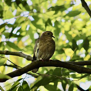 Southern White-Winged Dove (Zenaida asiatica australis)