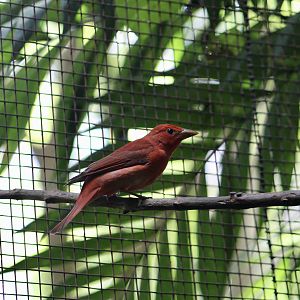 Summer Tanager (Piranga rubra rubra)