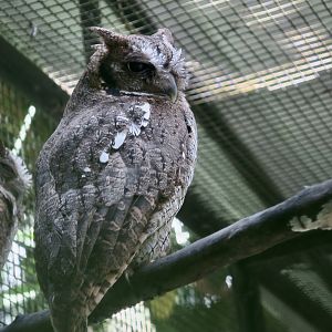 Tropical Screech Owl (Megascops choliba luctisonus)