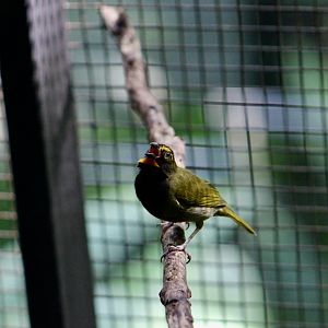 Yellow-Faced Grassquit (Tiaris olivaceus pusillus)