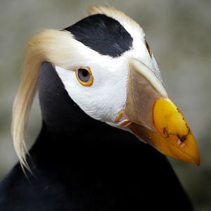 Tufted Puffin